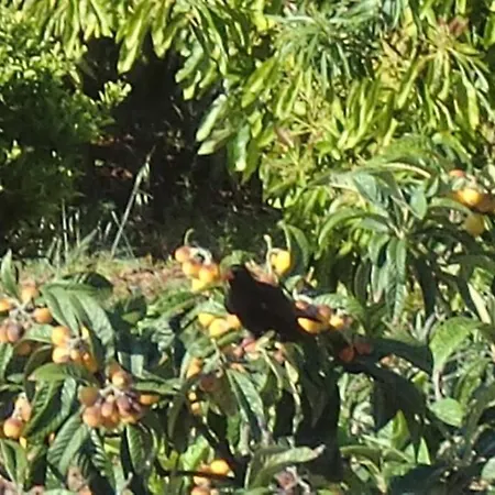 Casa Corea 2 Puntagorda